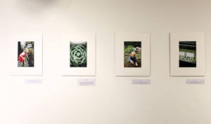 Selection of Shortlisted Photographs mounted to the wall