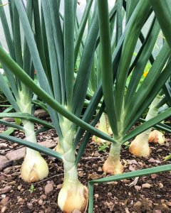 Onions from Niche Garden